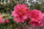 Camellia (April 26)