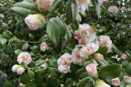 Camellia japonica 'Extravaganza' (April 8)