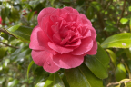 Double Camellia (April 8)