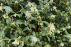 Fragrant Sweet Box - Sarcococca ruscifolia (April 2)