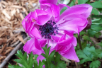 Anemone 'Fullstar pink' (April 28)