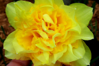 Daffodil 'Gold Ducat' (April 28)