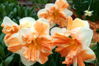 Daffodil 'Rainbow of Colours' (April 28)