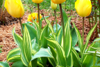 Darwin tulip 'Yellow Wave' (April 28)