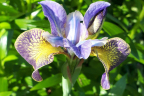 Iris siberica 'Uncorked' (June 8)
