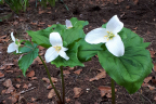 Trillium ovatum (April 28)