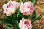 Tulip 'Finola' (April 28)