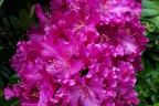Unknown Rhododendron (June 1)