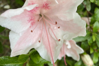 Az 'Gumpo Pink' (June 5)