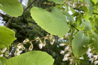 Catalba blooms (June 18)