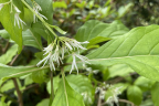 Chionathus virginicus (Fringe Tree) (July 12)