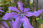 Clematis ‘Elsa Spath’ syn Xerxes (June 17)