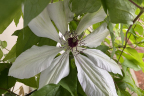 Clematis ‘Miss Bateman’ (June 17)