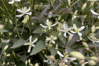 Clematis recta ‘Pamela’ (June 18)