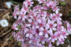 Darmera bloom (April 16, 2021)