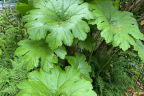 Darmera mature plant (June 21, 2022)