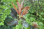 Ebony new growth (June 18)