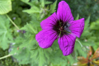 Geranium ’Ann Folkard’ (June 18)