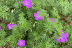 Geranium sanguineum (June 19)