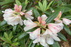'Grumpy' plant (June 10)