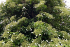 Hydrangea petiolaris (1) (June 21)
