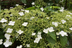 Hydrangea petiolaris (2) (June 21)