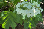 Hydrangea quercifolia (Oak Leaf Hydrangea) (August 1)