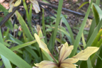 Iris spuria (2) (July 17)