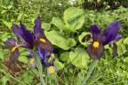 Irises with Hosta 'Sum and Substance' (June 18)