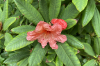 'Lem’s Tangerine' (June 21)