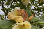 'Mary Drennan'  (June 5)