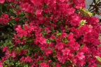 'Mother’s Day' plant (June 10)