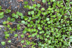 Muehlenbeckia axillaris (sprawling wire vine) (June 21)