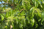 Oxydendrum arboreum (Sourwood) blossoms (July 28)