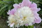 Paeonia ’Bowl of Beauty’ (June 18)