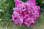 Pink Double Peony (June 18)