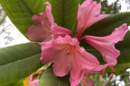'Polar Bear' X 'Goldsworth Orange' (June 21)