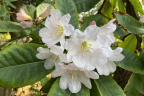R. hemsleyanum (1) (June 13)