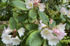 R. hemsleyanum (2) (June 13)