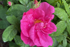 Rosa Gallica Officinalis (Apothecary Rose) (July 7)