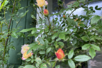 Rosa golden century climber (June 18)