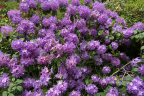 'Roslyn' plant (June 10)