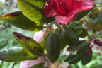 'Ruby Hart' (June 10)