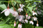 Styrax japonicus 'Pink Chimes' (1) (July 7)