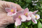 Styrax japonicus 'Pink Chimes' (2) (July 7)