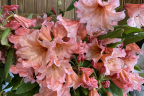 'Tortoiseshell' bouquet (June 21)