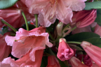 'Tortoiseshell' flower (June 20)