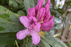 Unknown #185 (2) (June 13)