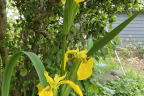 Water iris (June 21)