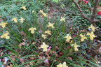 Yellow Iris (June 10)